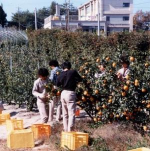 研修生の収穫作業風景 