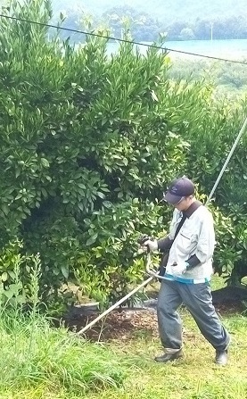 温州ミカン園での除草