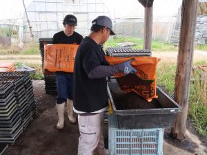 キャベツの床土詰め