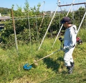 カンキツ園では除草作業に追われています