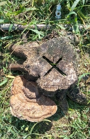 畝を除草したらカンキツの切株に大きなｻﾙﾉｺｼｶｹがありました