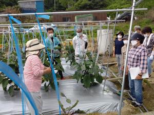 なすの整枝剪定方法を確認