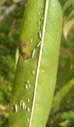 葉裏にはモモヒメヨコバイが寄生していました