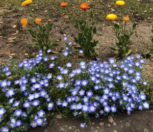 福山北特別支援学校の花