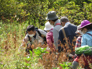 霧か谷の植物観察会