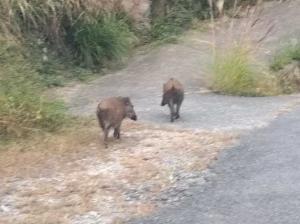 朝から悠々とお散歩中の猪に遭遇