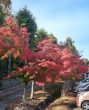 果樹研究部敷地内のモミジの紅葉