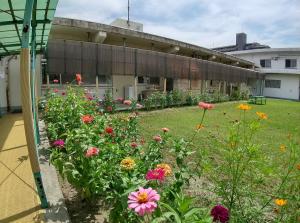 たねダンゴ開花状況