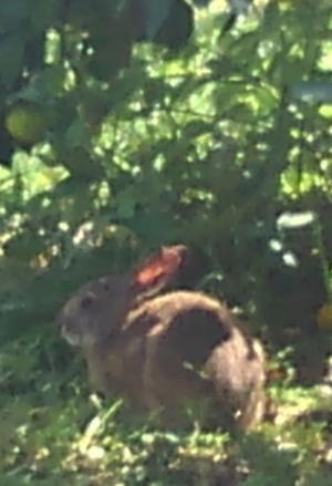 カンキツ園に現れた野兎