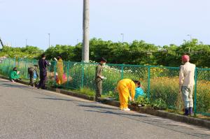 ヒマワリ植替え