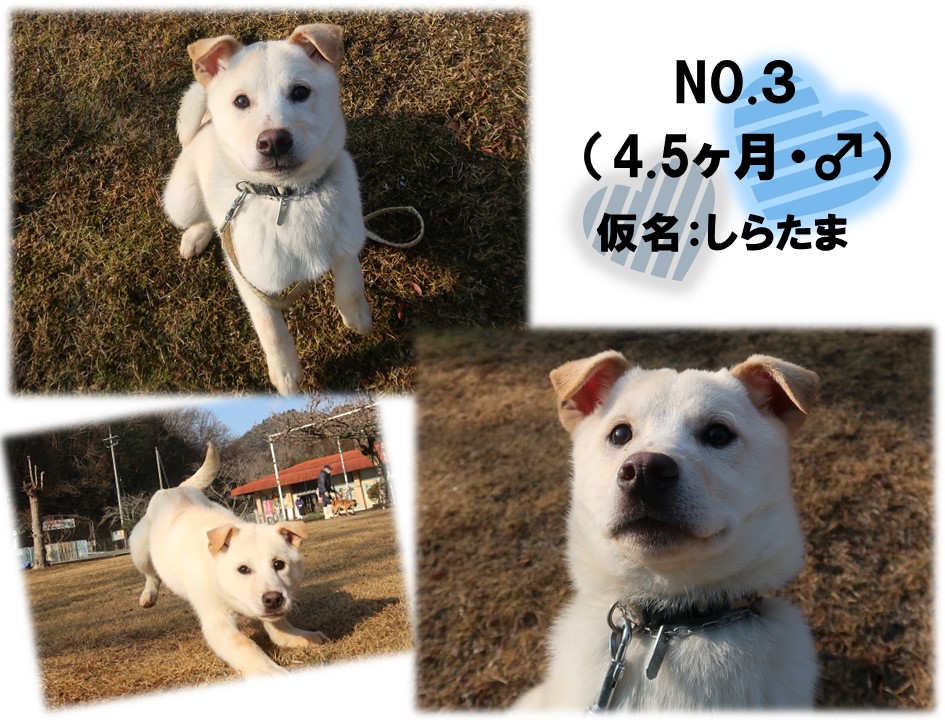 譲渡犬5