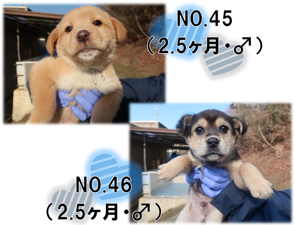 譲渡犬2