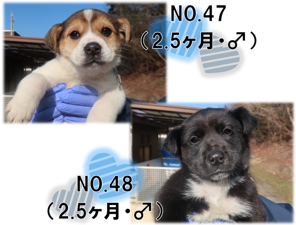 譲渡犬3