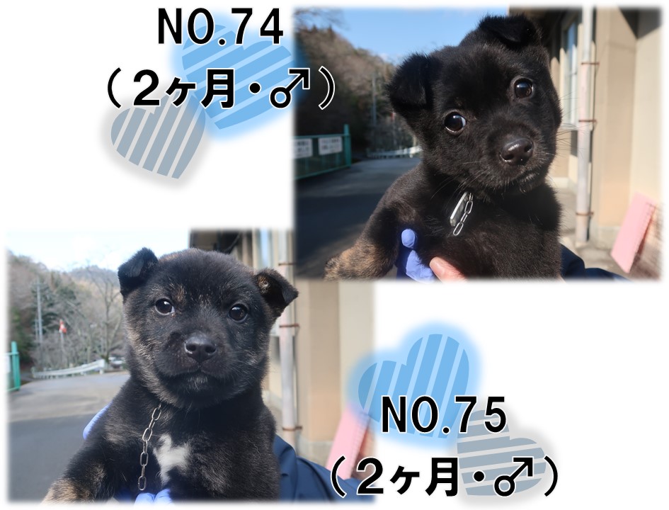 譲渡犬4