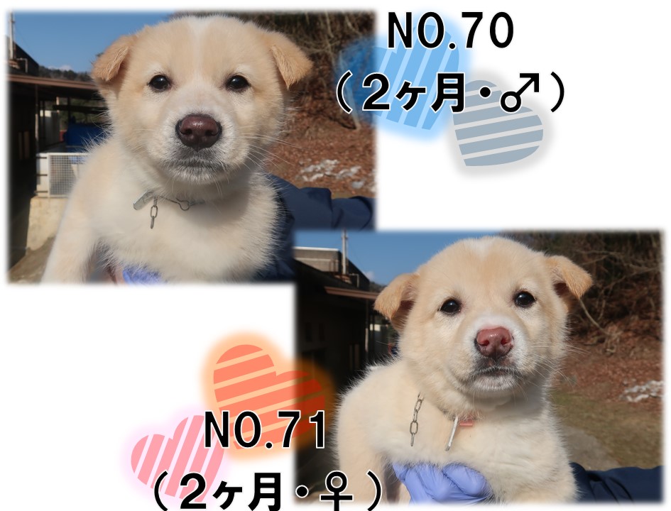 譲渡犬2