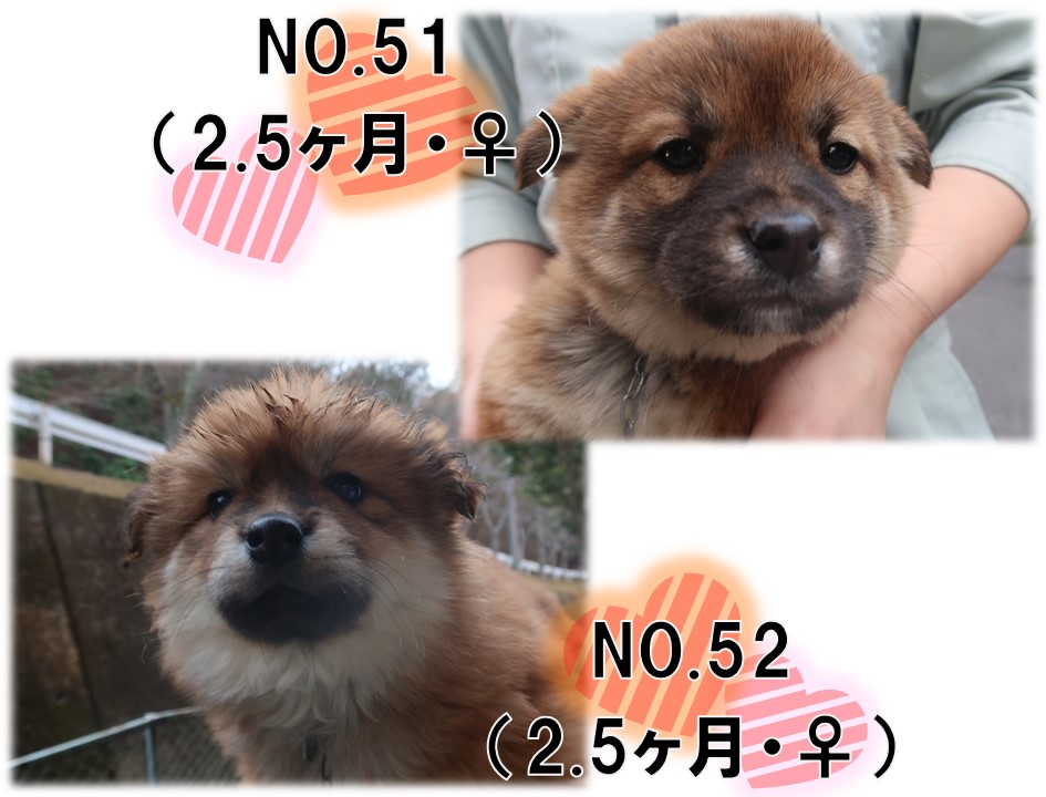 譲渡犬3