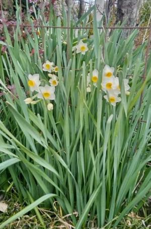 安芸津町内で咲いていた水仙の花