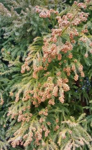 敷地内の杉並木に着生している雄花