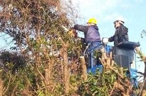 高所作業は操作者と剪定実施者がセットで進められています