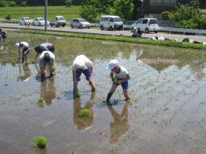 田植え