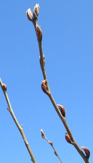 温度に敏感なナシの系統では既に芽が動き始めています