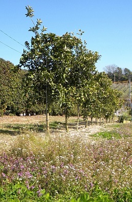 小さく可憐に咲く，純白のナズナの花々