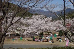 4-（広島市　森林保全課）さくら祭り_