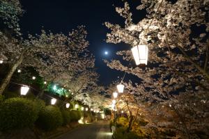 5-（尾道市）千光寺公園ぼんぼり