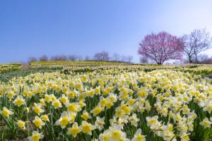 6-（庄原市）国営備北丘陵公園_備北花ピクニック_スイセン（3月中旬～4月上旬）