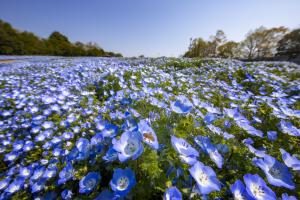 6-（庄原市）(50%)国営備北丘陵公園_備北花ピクニック_ネモフィラ（4月中旬～5月中旬）