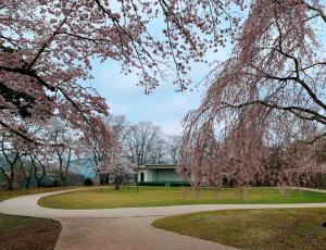 21-（三次市）尾関山公園_さくら