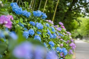 59-（庄原市）国営備北丘陵公園_初夏の花物語_アジサイ（6月下旬～7月上旬）