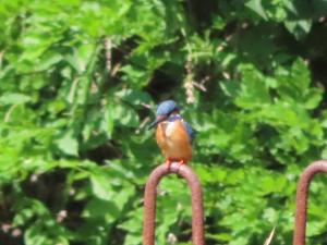 龍頭山の野鳥