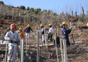 地域の中学生がミツマタを植樹する様子