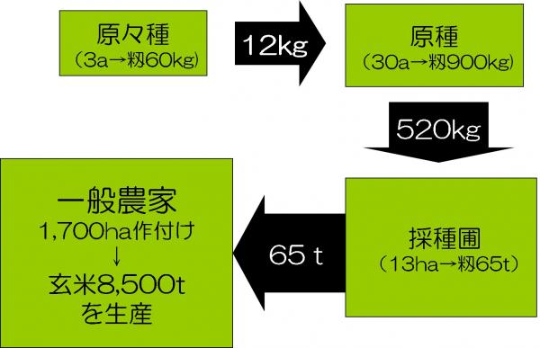 水稲種子増殖過程の図