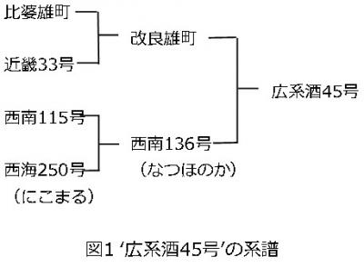 図1　広系酒45号の系譜