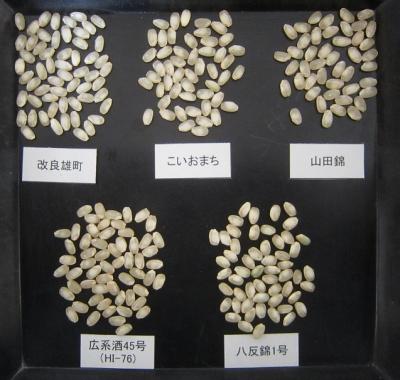 写真2　広系酒45号と比較品種の心白