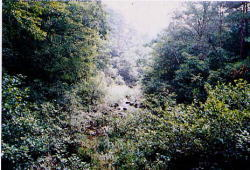 見事に発達した河岸植生の写真