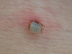 腹部に吸着して数日経過したタカサゴキララマダニ若虫