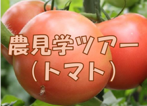 庄原市トマト体験画像