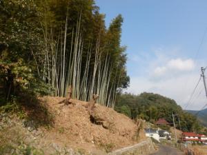 里山林整備（施業後）