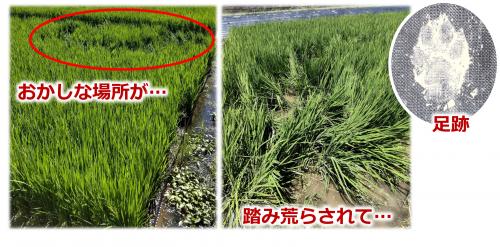 圃場の一部が踏み荒らされている写真