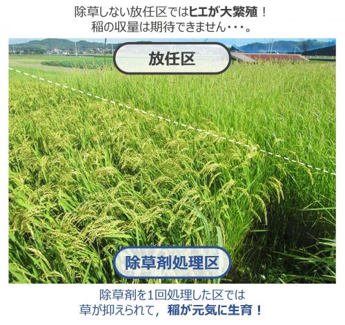 放任区と除草剤処理区の比較写真