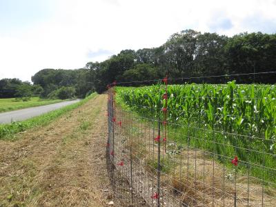 柵の内外両方の草刈りがされている様子