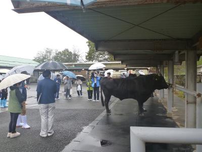 種雄牛を見学されている様子