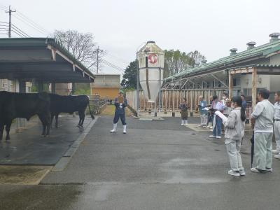 種雄牛の説明をしている様子