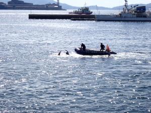 船艇及び潜水士による水難救助訓練