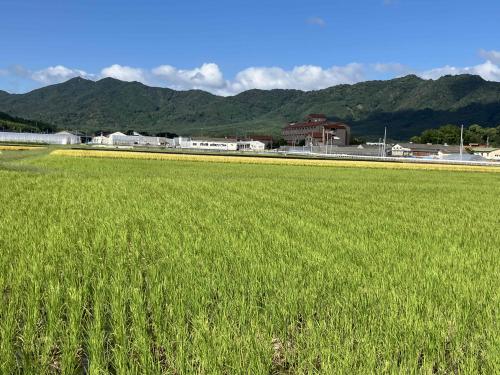 水田の写真