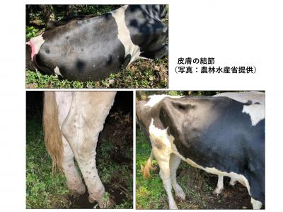 ランピースキン病写真（国内）