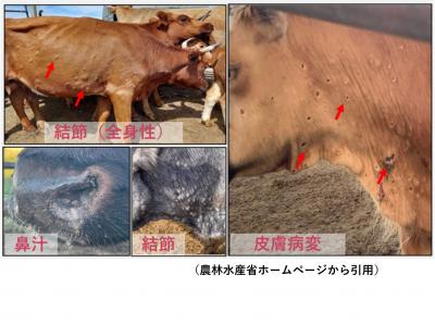 ランピースキン病写真（農水）